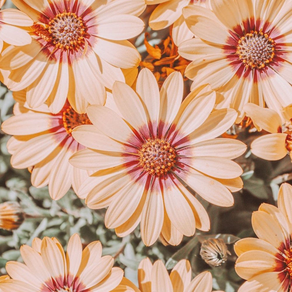 Meet your Posher, Naomi